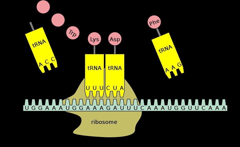 Where must an mRNA attach before protein production can begin?-example-1