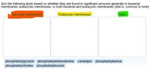 Categorize the lipids based on whether they are found in significant amounts generally-example-1