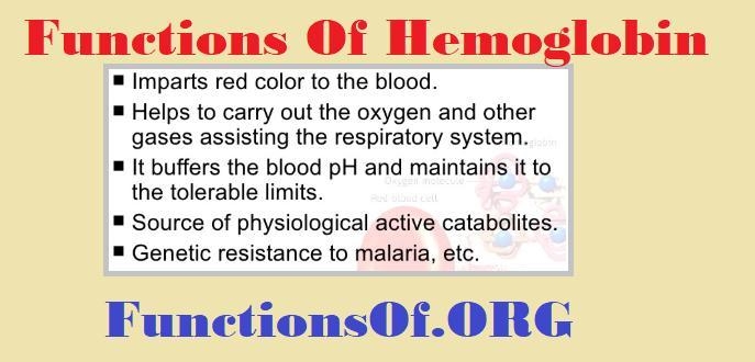 What is the function of hemoglobin in the body? A) It binds with oxygen in red blood-example-1