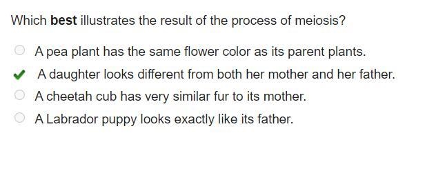 Which best illustrates the result of the process of meiosis? A pea plant has the same-example-1