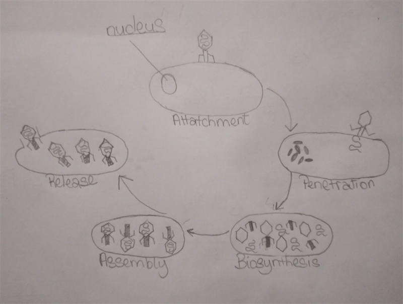 Draw and label the lytic cycle of viral reproduction. Make sure to include all 5 steps-example-1