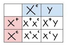 What would the Punnett square of a female hybrid and a male whith colorblindnes look-example-1