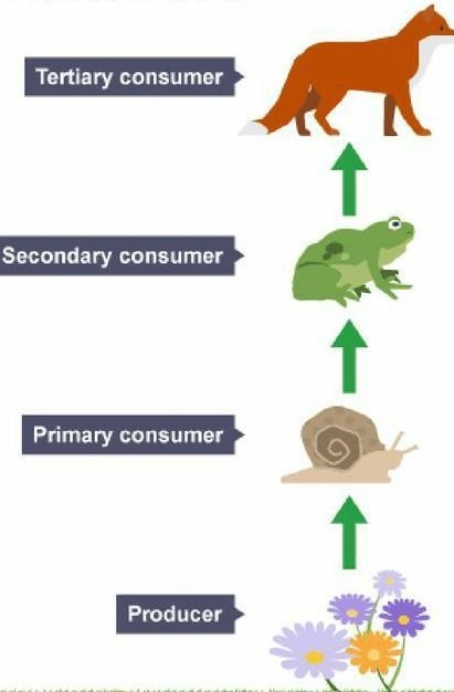 Make a list of all of the various types of consumers that can be found in food chains-example-1