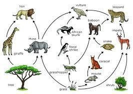 What is the difference between a food chain and food web-example-1