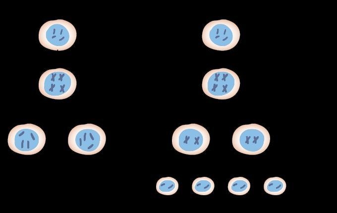 On what structures are genes passed to daughter cells through meiosis or mitosis?-example-1