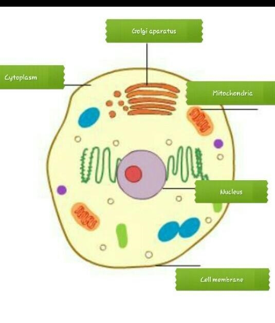 Drag each label to the correct location. Identify the function of each organelle.-example-1