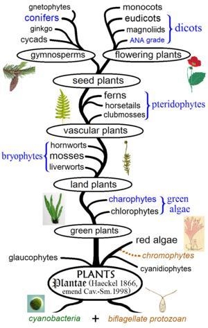 1.2 Draw a phylogenetic tree showing the evolutionary history of the four plant groups-example-1