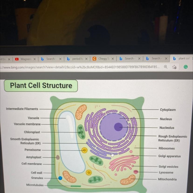 I need help labeling the plant organelles-example-1