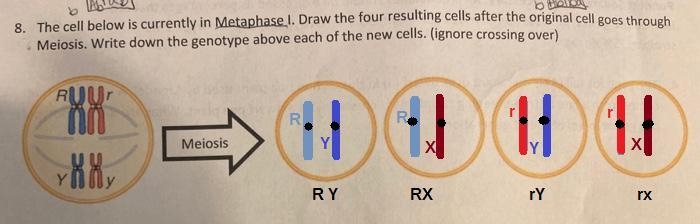 3. The cell below is currently in Metaphase I. Draw the four resulting cells after-example-1