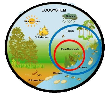 Podríamos decir que un ecosistema es un “Lugar”? Justifica tu respuesta.-example-1