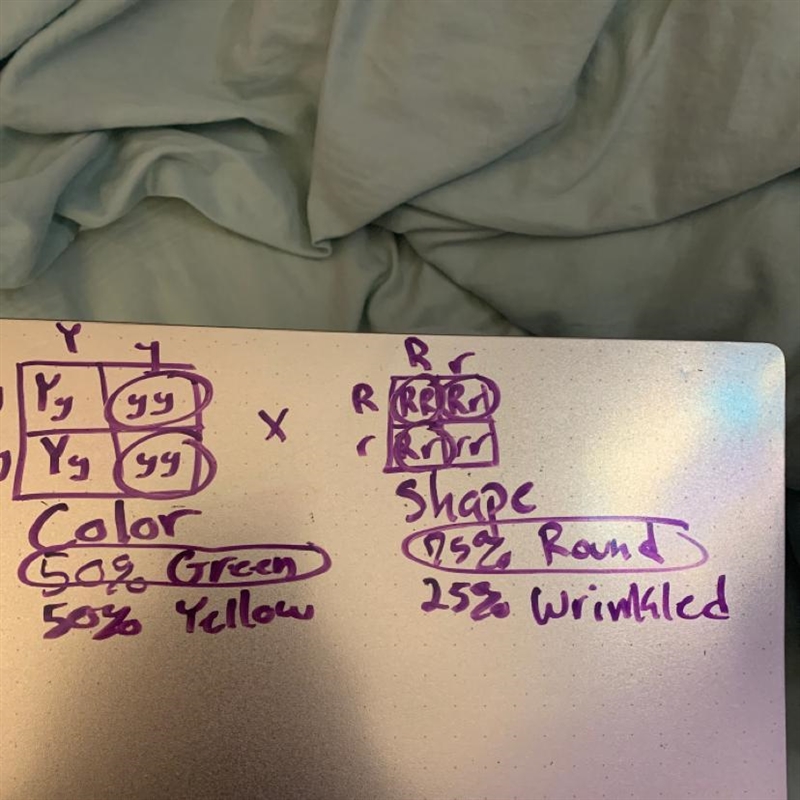 Please help with punnet squares problem! I'm not understanding what the answer is-example-1