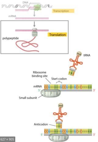 Briefly describe the role of the ribosome and tRNA in translating the mRNA sequence-example-1