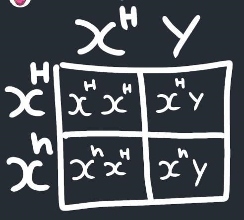 By using punnet square predict the offspring hemophilia trait [recessive carried by-example-1