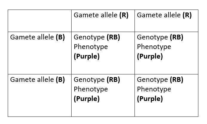 A red flower RR and a purple flower BR have 4 offspring how many will be red blue-example-1