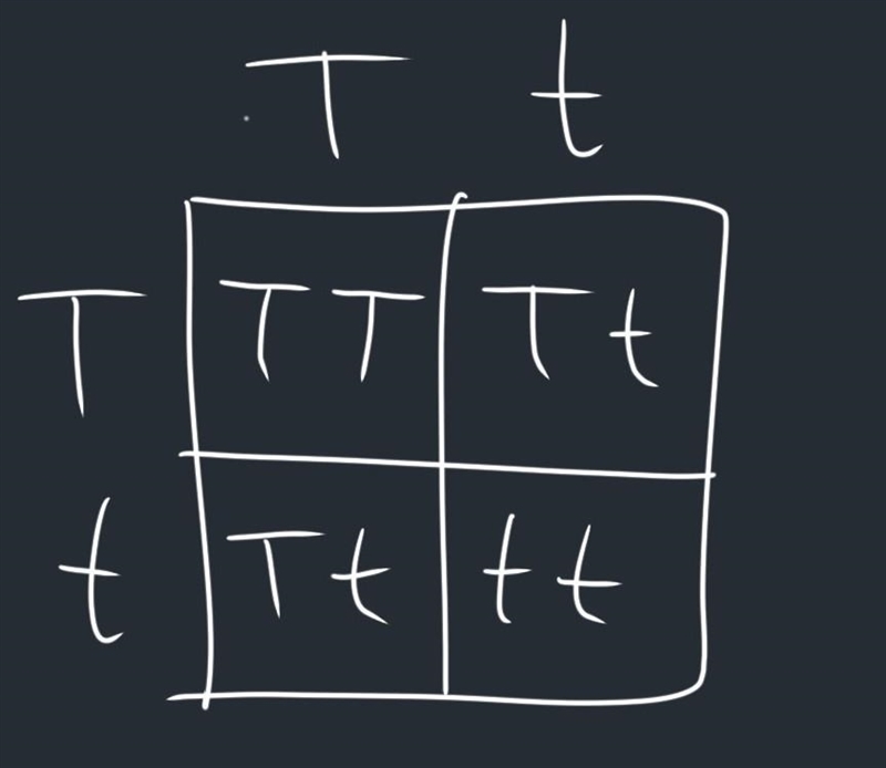 Predict the genotypic ratios of the offspring from crossing the following: Tt x Tt-example-1