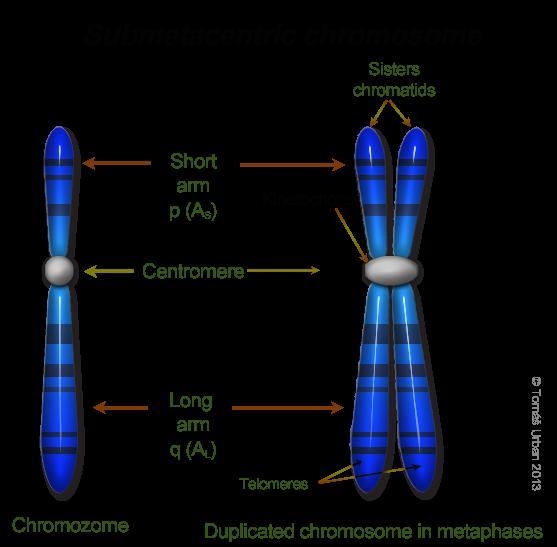 If there are 20 centromeres in a cell how many chromosomes are there?-example-1