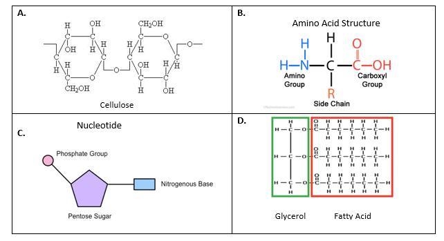 Which organic molecule is used by plants for structural support? A) Diagram C B) Diagram-example-1