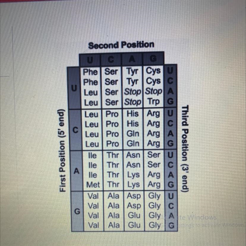 The table shows which mRNA codons code for various amino acids. Which amino acid sequence-example-1