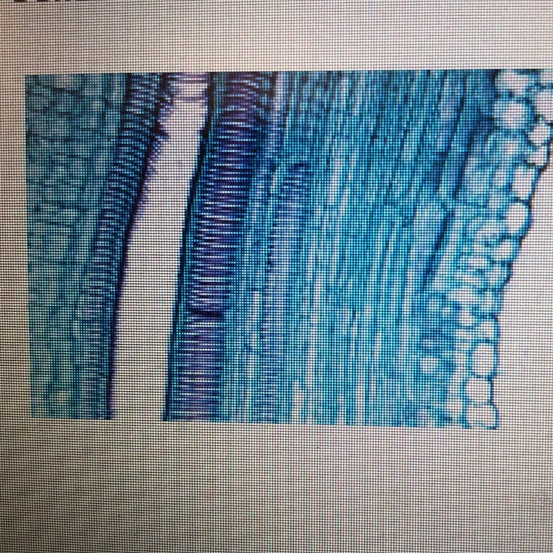 The cells in this part of a plant form long, vertical tubes. What is the most likely-example-1