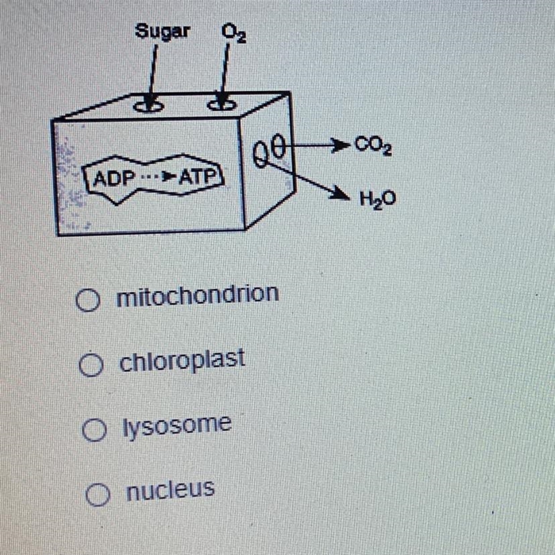 The diagram below represents some events that take place in plant cells. In which-example-1