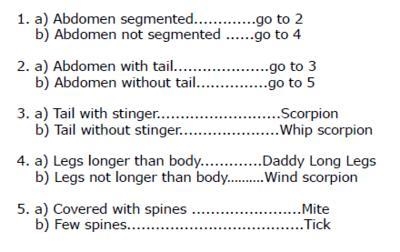 A student discovers an arachnid with a segmented abdomen, long legs, and a tail with-example-1