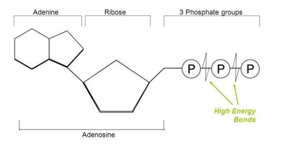 Identify the molecule pictured below: A) RNA B) Nucleic Acid C) ATP D) DNA-example-1