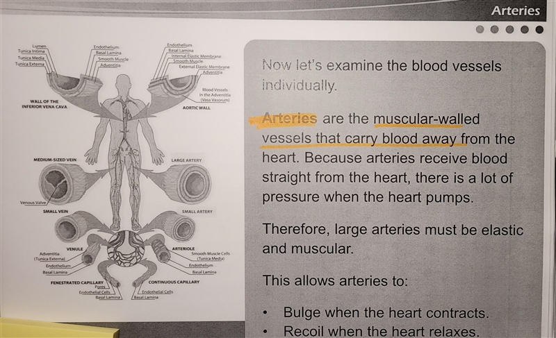 True or False: Veins are muscular-walled vessels that carry blood away from the heart-example-2