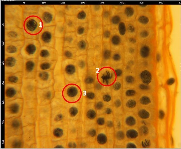 I NEED HELP IDENTIFYING THE STEPS OF MITOSIS!!! PLZ HELP THIS IS DUE TODAY-example-1