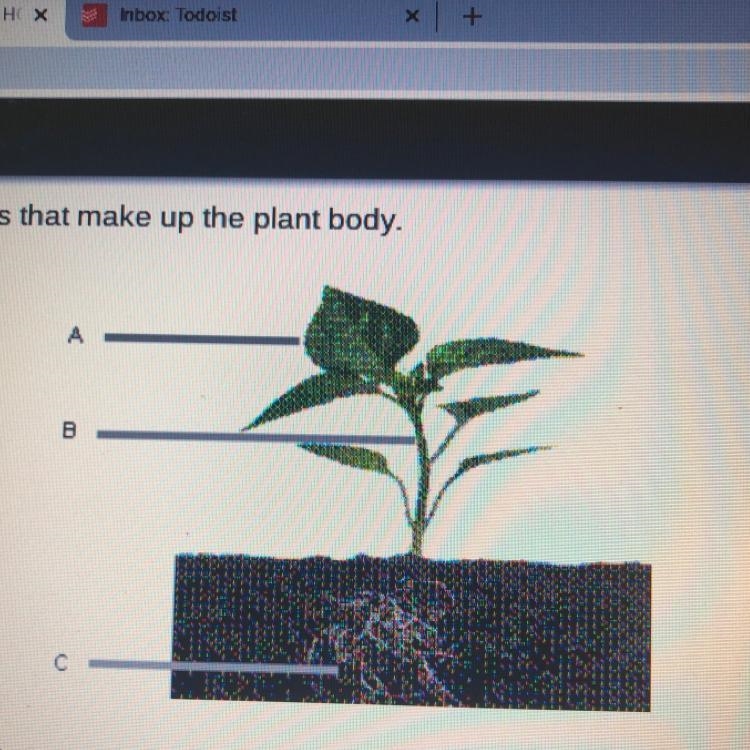 These are the three main organs that make up the plant body. What is the main function-example-1