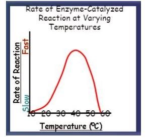 What is the OPTIMAL temperature for the enzyme shown below? A) 20 degrees Celsius-example-1