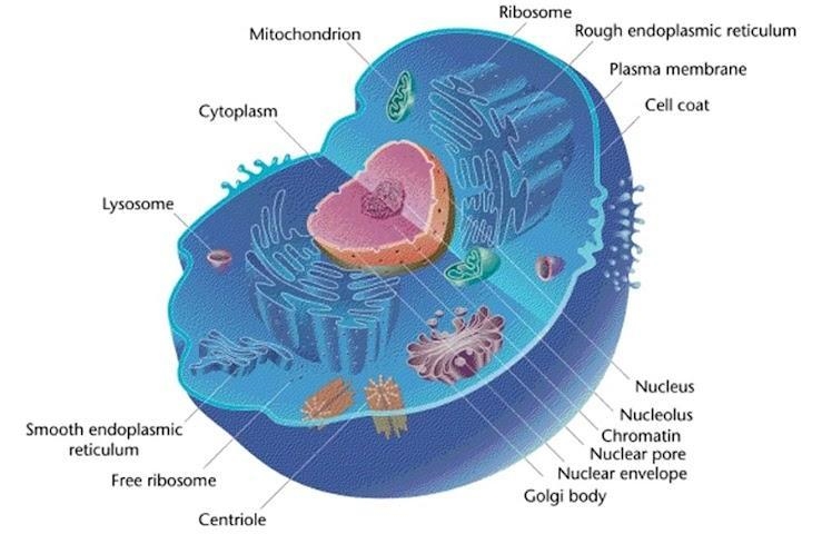 What kind of cell is this? * Plant Cell Animal Cell Bacilli or Cocci-example-1