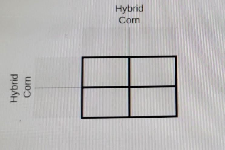 6. In corn plants, normal height (H) is dominant over short height (h). Complete a-example-1