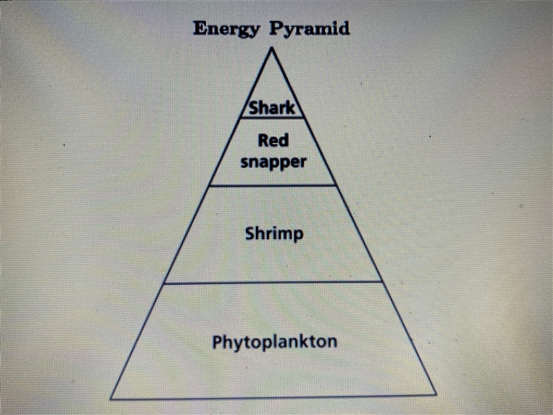 How is energy flow represented in the energy pyramid shown above?? A) most energy-example-1