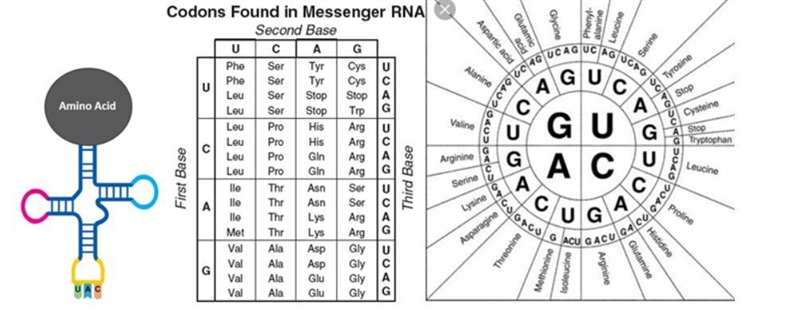 Which type of nucleic acid is this, and what role will it play in the protein synthesis-example-1