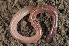 What phyla is this animal? Platyhelminthes Nematoda Annelida Cnidarian-example-1