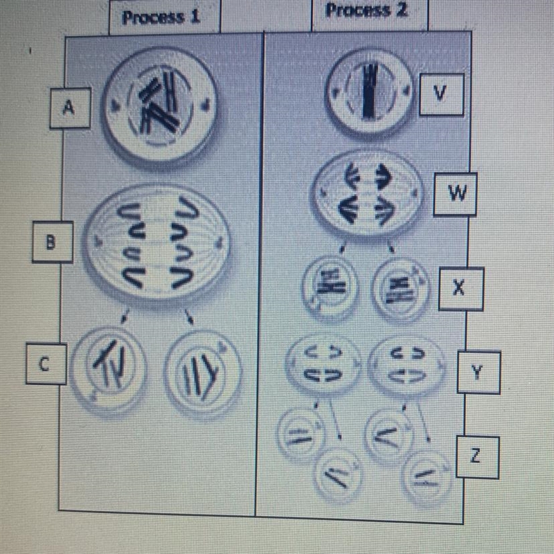 ANSWER FASTTT PLEASEE!! Which of the following correctly identifies the two processes-example-1