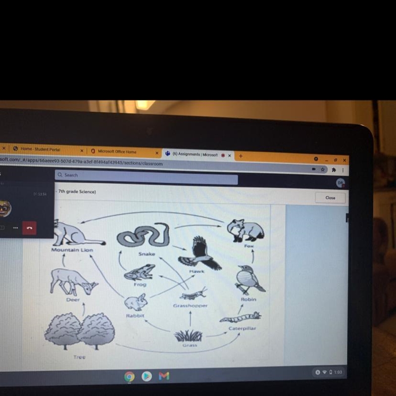 Which is a tertiary consumer in this food web?-example-1