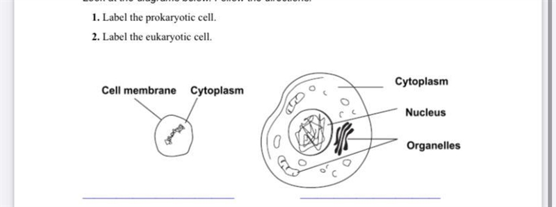 Which one is the prokaryotic? And which one is the eukaryotic?-example-1