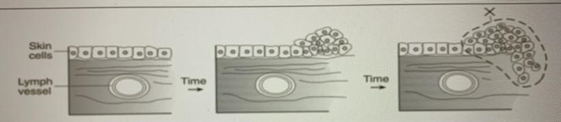 The diagram below shows the growth pattern of some cells in the human body after they-example-1