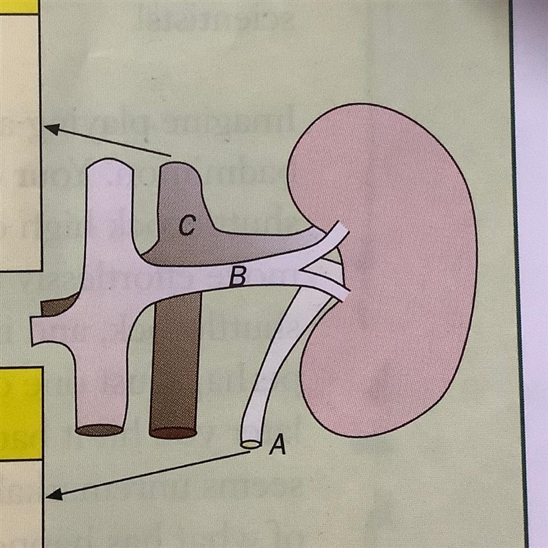 Name the structures A, B and C-example-1