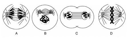 The image represents the mitosis process and it is important because: A. produces-example-1