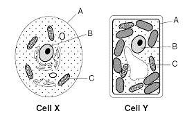 Look at the image above. What type of cells are these? A. Prokaryotic B. Eukaryotic-example-1