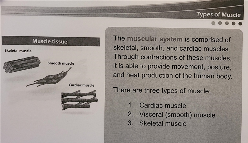 True or False: Cardiac muscle is also known as smooth muscle.-example-2