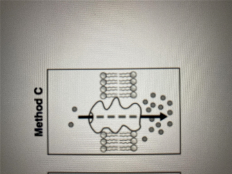 State one reason why the movement of molecules in method C represents active transport-example-1