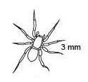 An organism and its taxonomic key are shown below. An image of an organism is shown-example-1