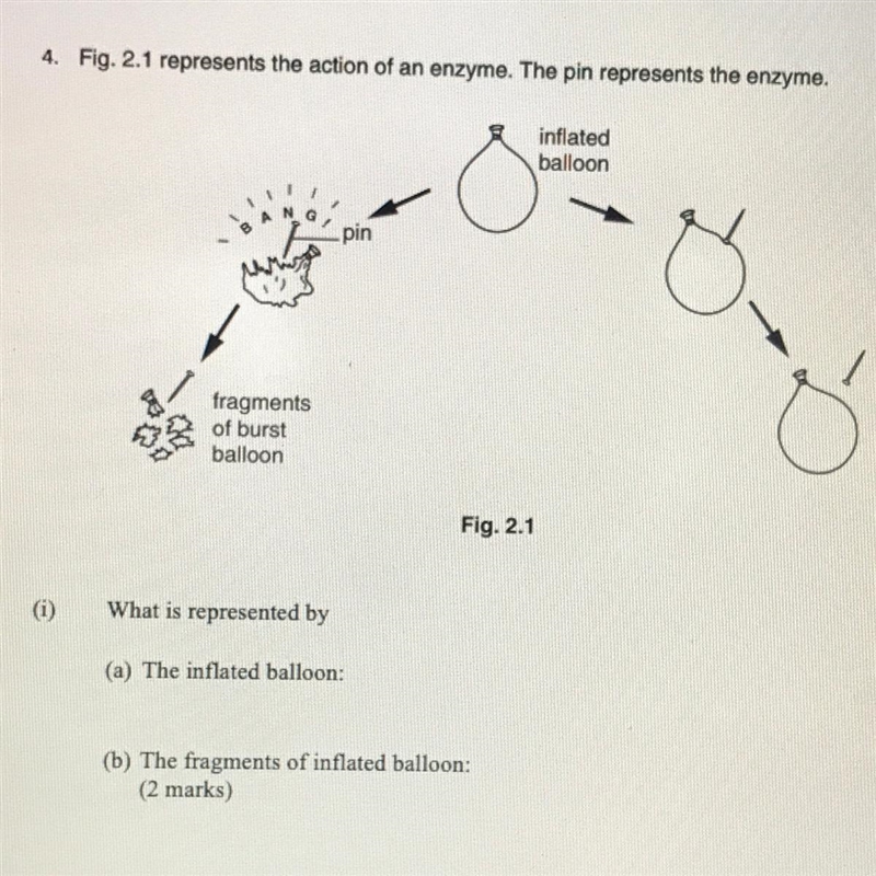 Enzymes - Please help!!-example-1