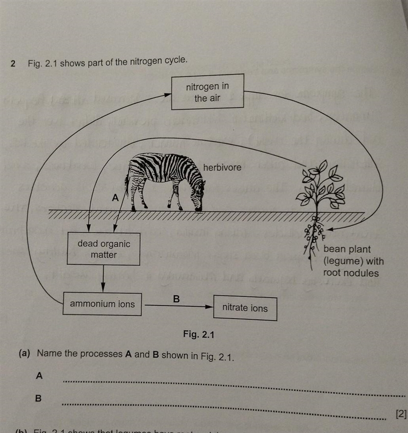 Name the processes A and B shown in Fig 2.1​-example-1