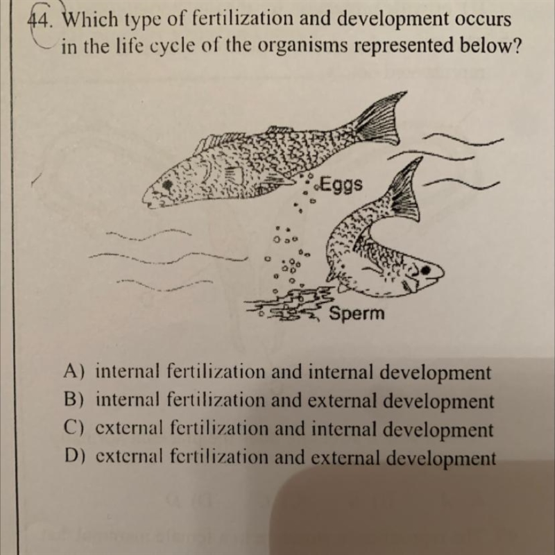 Which type of fertilization and development occurs in the life cycle of the organisms-example-1