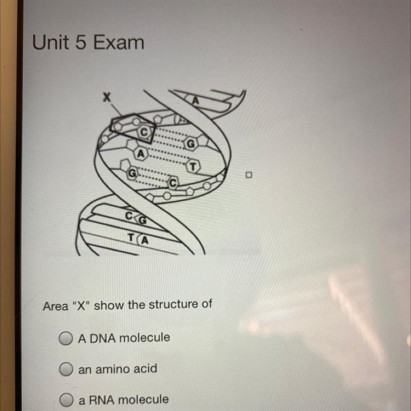 Area "X" show the structure of A) a DNA molecule B) an amino acid C) a RNA-example-1