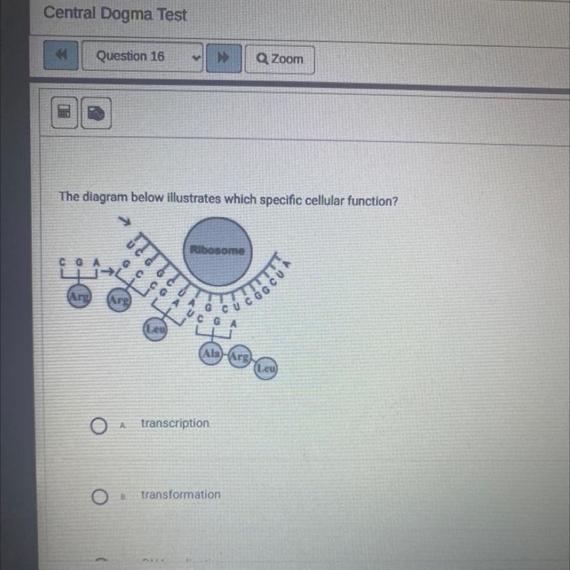 This diagram below illustrates which specific cellular function? A. Transcription-example-1